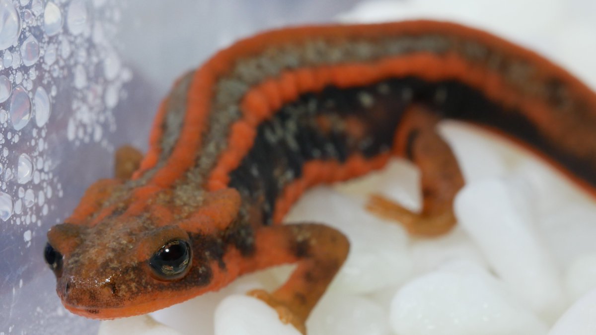 アマミシリケンイモリ アマミシリケンイモリ