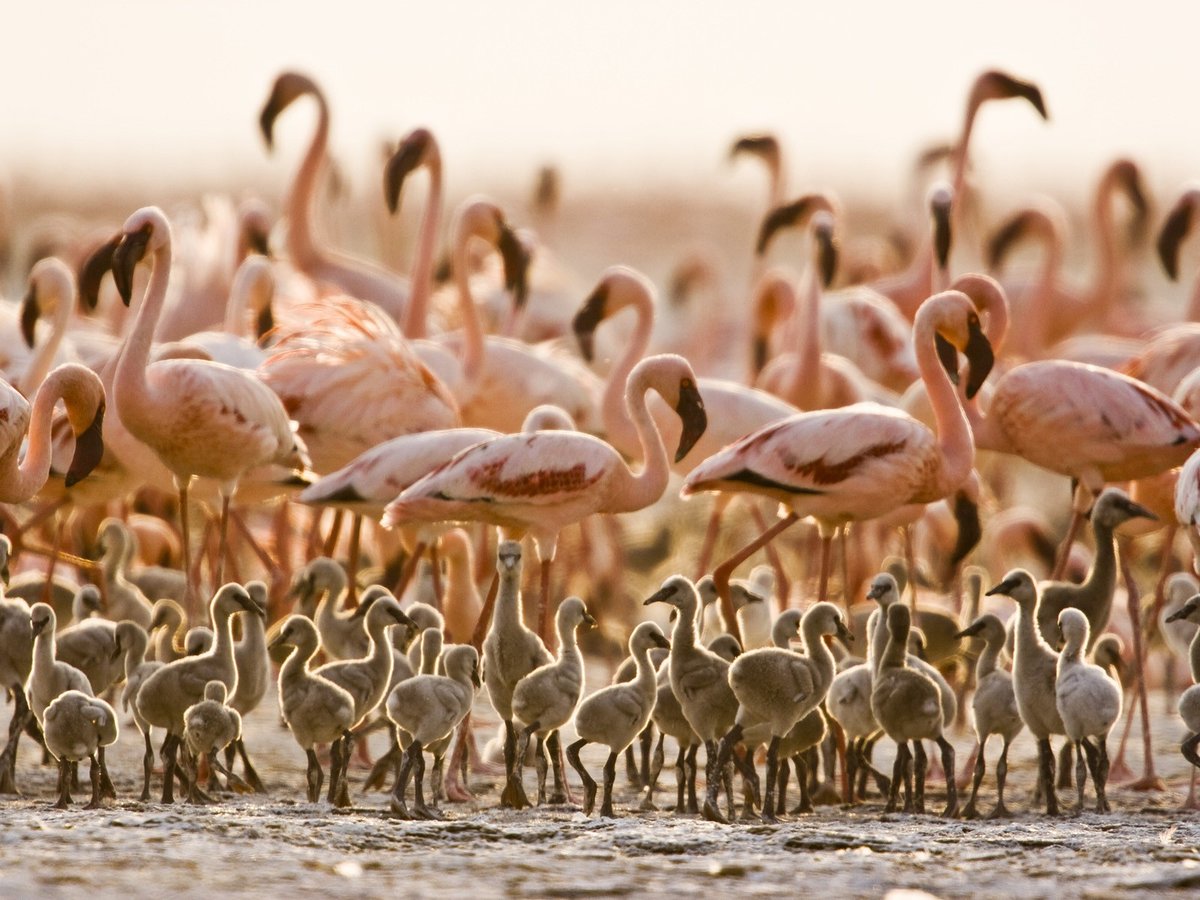 Flamingos in pink.
Captured these magnificent birds at Lake Manyarain Tanzania.

#tanzania #safari #africa #lakemanyara #travel #nature #wildlife #manyara #adventure #wildlifephotography #lakemanyaranationalpark #travelphotography #instatravel #photography #wanderlust