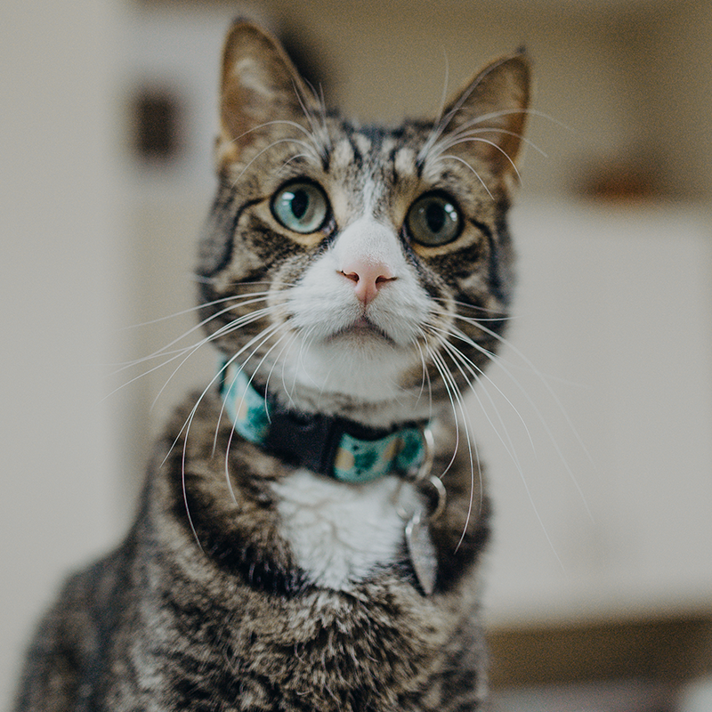 OregonHumane's tweet photo. Pippin here to thank you for helping shelter pets. Together, you gave $137,206 during our year-end match!
If your #NewYearsResolution includes adding more love to your life, come adopt me. I know a few tricks that make me a real charmer. #cathighfive
https://t.co/gh6Ku3H6Ja https://t.co/6lhrErU9wH