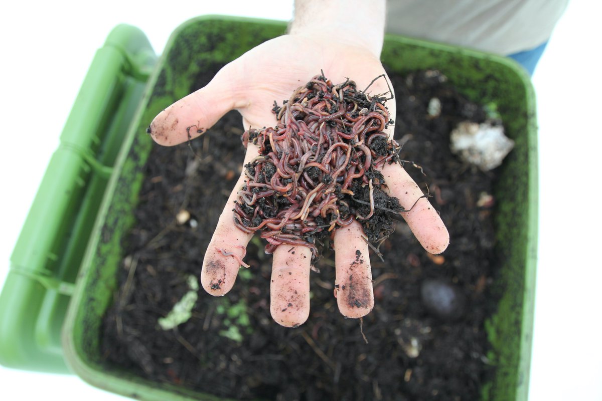 roofandskillet's tweet photo. 5 reasons to invite worms into your home.  Lessen your environmental impact and reap huge rewards. https://t.co/Vh6QVXtmcx  #gardening,#redwigglers,#vermicomposting,#organic,#foodwaste,#landfill, #fertilizer, #sustainability https://t.co/yLPntu82Sw