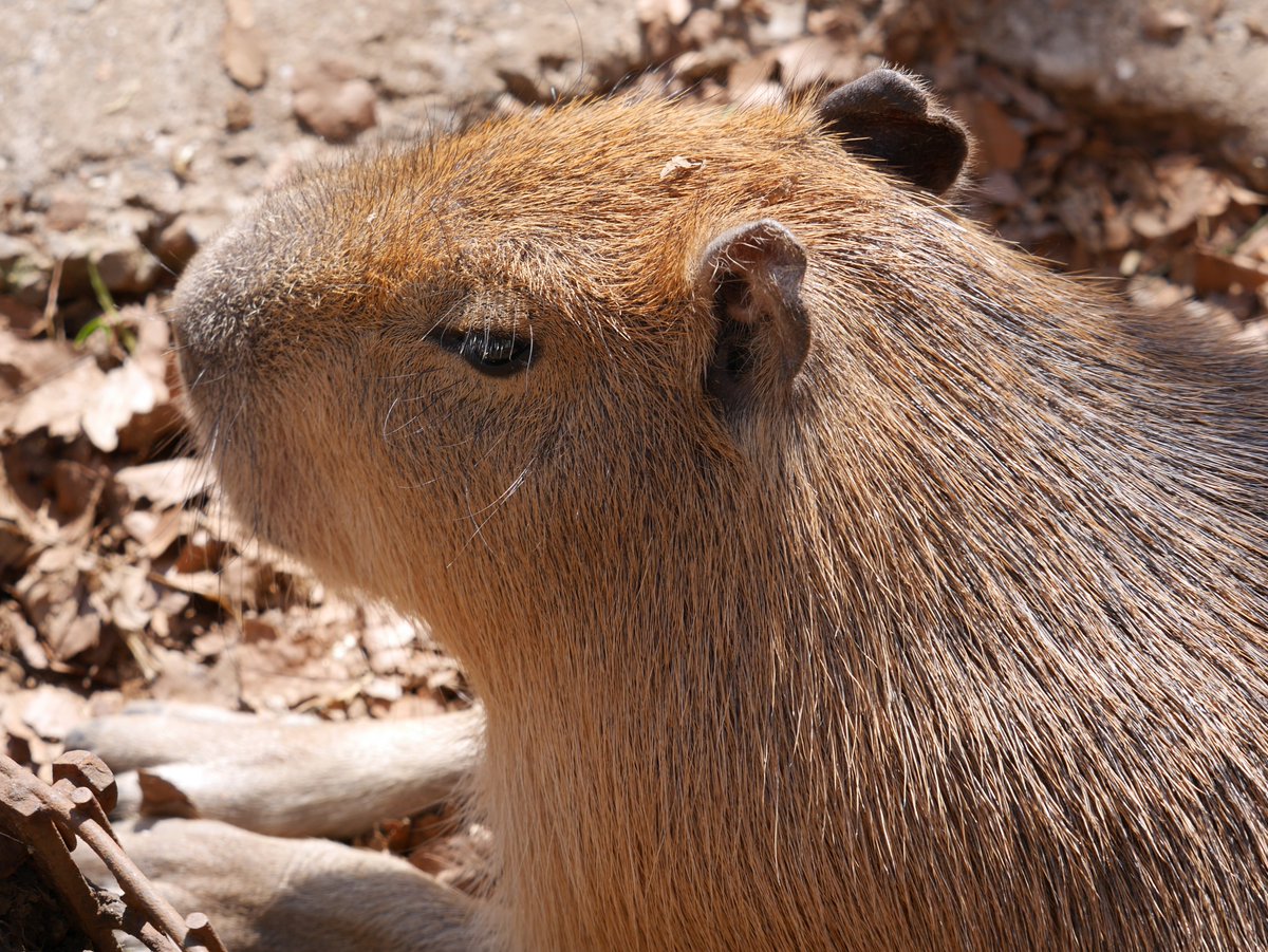 🐁天竺鼠と鬼天竺鼠🐁