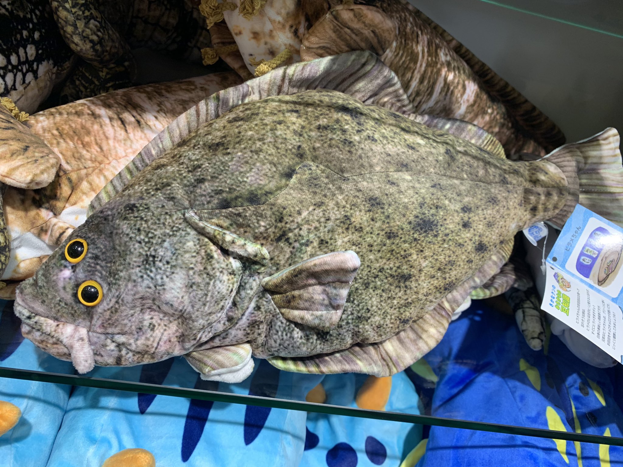 O Xrhsths 仙台うみの杜水族館公式 Sto Twitter 仙台うみの杜水族館 昨日2日のツイートがバズっております 華麗なるカレイの立ち泳ぎ まさかぬいぐるみなんてないよな ってあるんかいwww ヒラメですが さかなクンプロデュースの おさかなぬいぐるみ O Xrhsths 仙台うみの杜水族館公式 Sto Twitter 仙台うみの杜水族館 昨日2日のツイートがバズっております 華麗なるカレイの立ち泳ぎ まさかぬいぐるみなんてないよな ってあるんかいwww ヒラメですが さかなクンプロデュースの おさかなぬいぐるみ