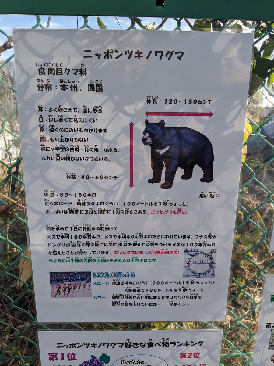 エゾヒグマとニホンツキノワグマの解説パネル