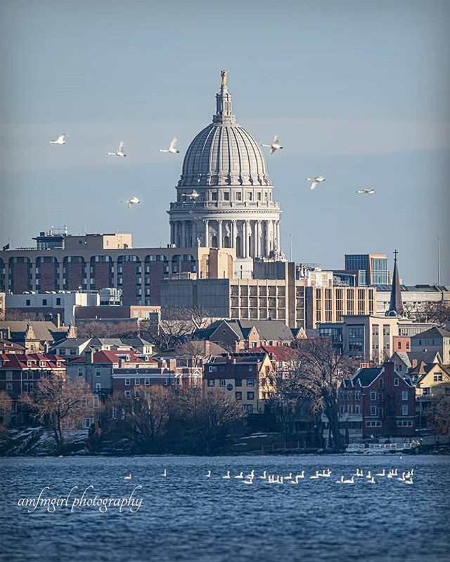 amfmgirlphoto's tweet photo. Today was a great day to get outside! Plenty of sunshine  and decent temperatures. Lots of tundra swans on Madison area lakes, as well as Canada geese and various other waterfowl. #wiCapitol https://t.co/uI7yPiXAZM https://t.co/a6KxeG6dqF