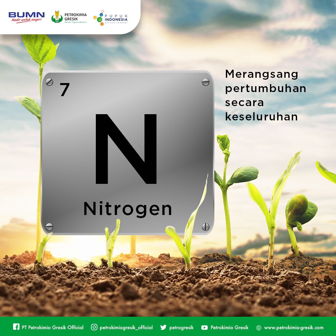 Petrokimia Gresik Ar Twitter Peranan Utama Nitrogen N Bagi Tanaman Adalah Untuk Merangsang Pertumbuhan Secara Keseluruhan Khususnya Batang Cabang Dan Daun Sahabat Selain Itu Nitrogen Pun Berperan Penting Dalam Pembentukan Hijau Daun