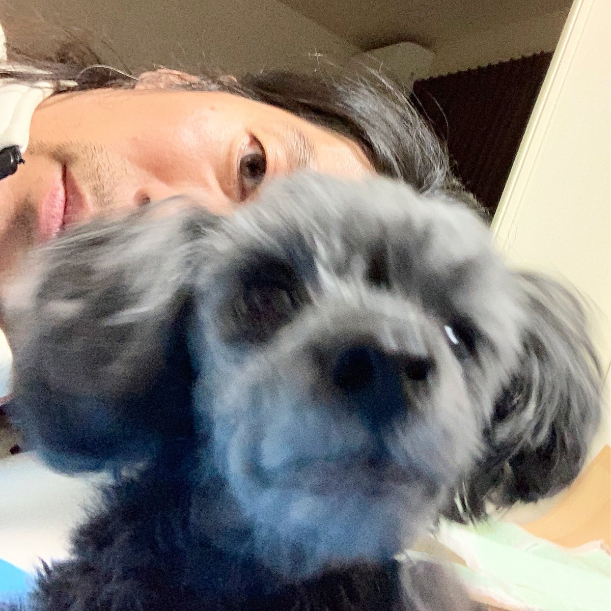 小川 健太郎 環境ハイドン型 V Twitter 映画版ネバーエンディングストーリーのファルコンみたいなのが写り込んで来る実家 犬アレルギー 老犬 ミヒャエルエンデ