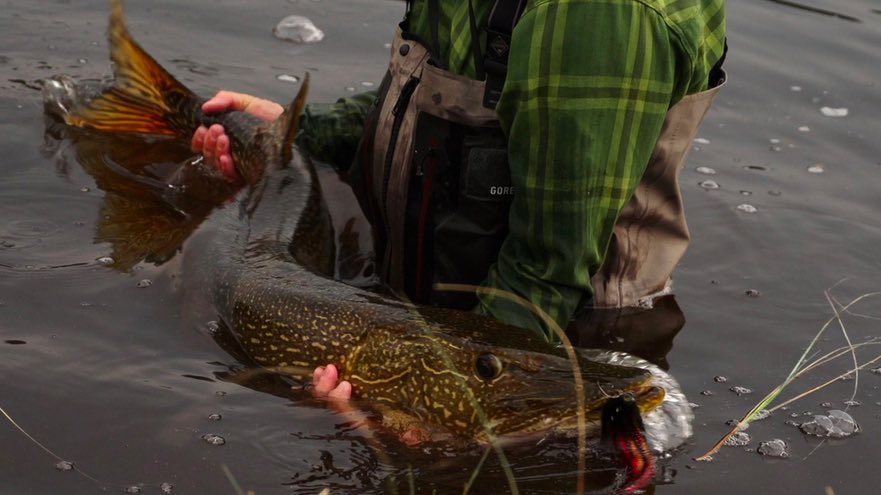 OfftheGridStu's tweet photo. Now that's a lot to handle!
"Turning Points North" is now available to watch for free for Amazon Prime members.
#flyfishing #offthegridstudios https://t.co/jc4i8Pg3gM