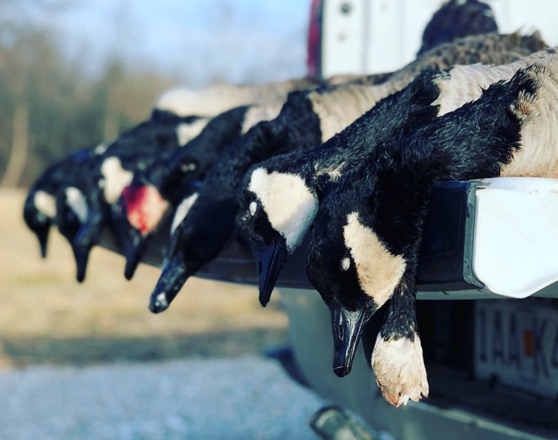 MidwestWaterfwl's tweet photo. Definitely the most unusual growth we’ve seen on a goose... https://t.co/HfK2RVurEh
