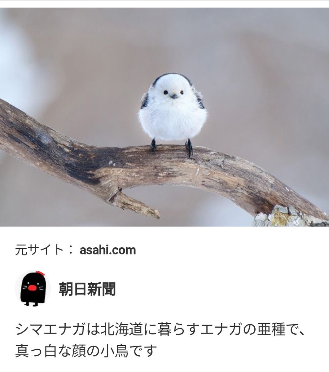 ニャン魂 Reikoxxxxx00 Emi ありがとう 邪エナガさん 不本意ってウケるよね シマエナガ自体本来めっちゃ可愛い鳥さんなのに 笑 T Co V7efhuszdz Twitter