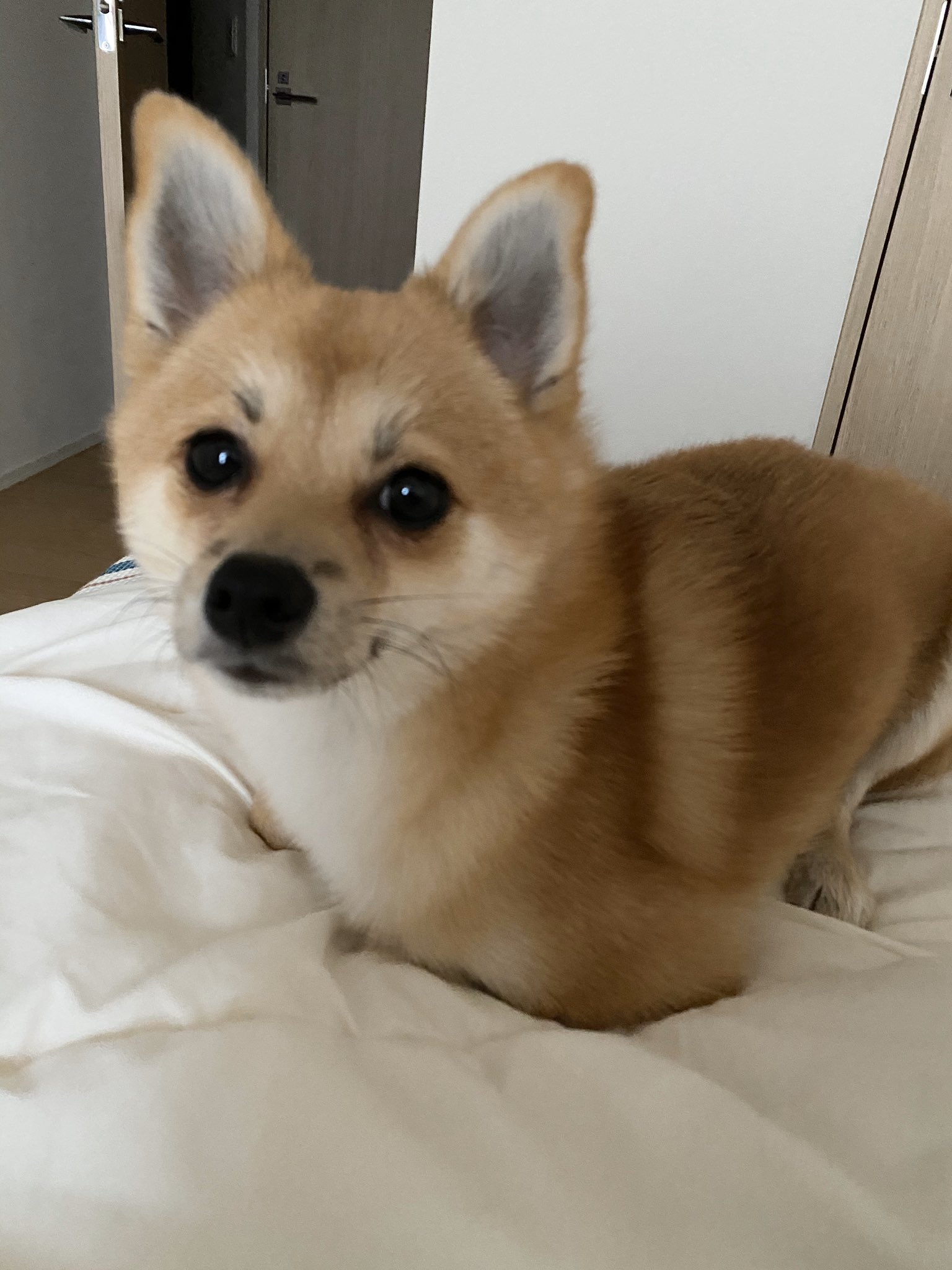 تويتر مشاهدة تغريدة Inari 07 على Twitter