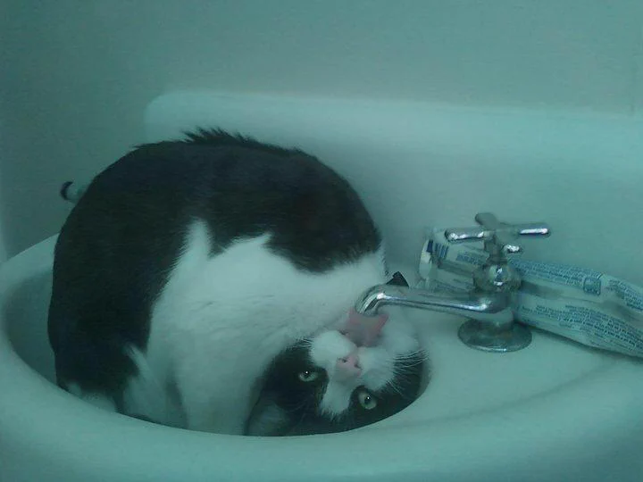 水木しげるもビックリ！まるで妖怪な?!猫www