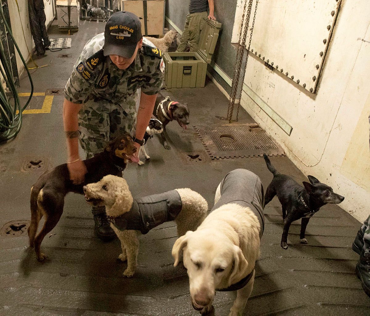 lindareynoldswa's tweet photo. #Mallacoota evacuees are now onboard HMAS Choules. It has been a big day for all involved. 

I am so proud of how #YourADF, emergency services, and the community have worked together to safely see this initial operation through. Thank you.

This isn't over, but we stand together. https://t.co/px3jPEgHhX
