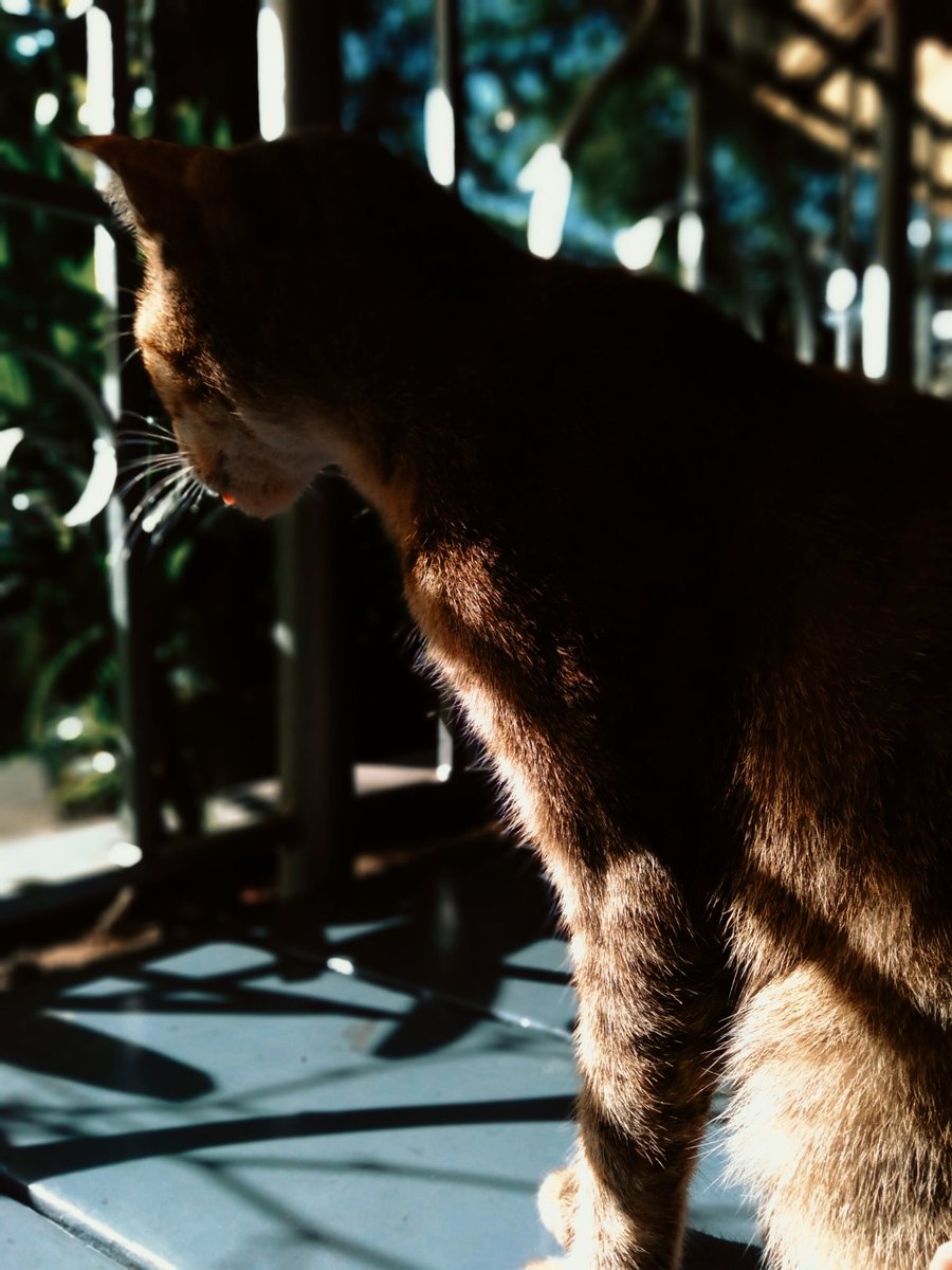 CatsofTIP's tweet photo. magpapaaraw araw-araw | photo by @Euphemism101 #catsofTIP https://t.co/Ka0VxWsMqA