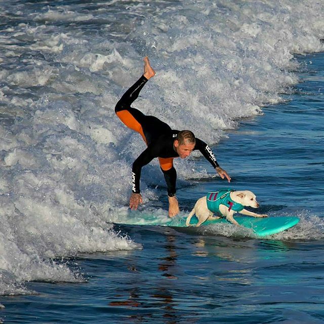 HuntingtonBeCom's tweet photo. Thank you @communitypartnersrealty -  Happy New Year everyone! I was in the @huntingtonbeachcommunity at the #huntingtonbeachpier and captured a #surfing #dog #communitypartnersrealty
#huntingtonbeachrealtor #huntingtonbeachcommunity #huntingtonbeachcityguide #huntingtonbeac… https://t.co/DZf8CkdmlM