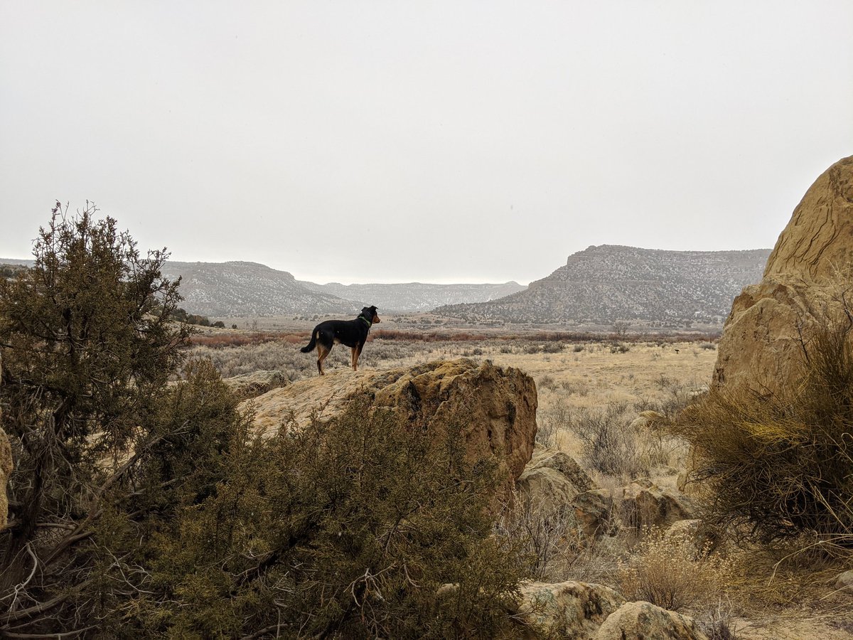 Trixie_Charlie's tweet photo. Looking for petroglyphs in northern #newmexico 
#hiking #optoutside #dogsoftwitter #petroglyphs @dogcelebration https://t.co/r5lj7BfwTd
