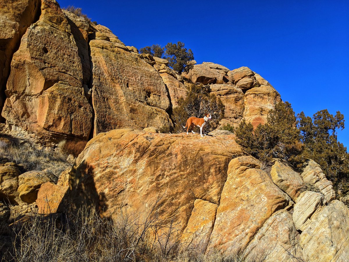 Trixie_Charlie's tweet photo. Looking for petroglyphs in northern #newmexico 
#hiking #optoutside #dogsoftwitter #petroglyphs @dogcelebration https://t.co/r5lj7BfwTd