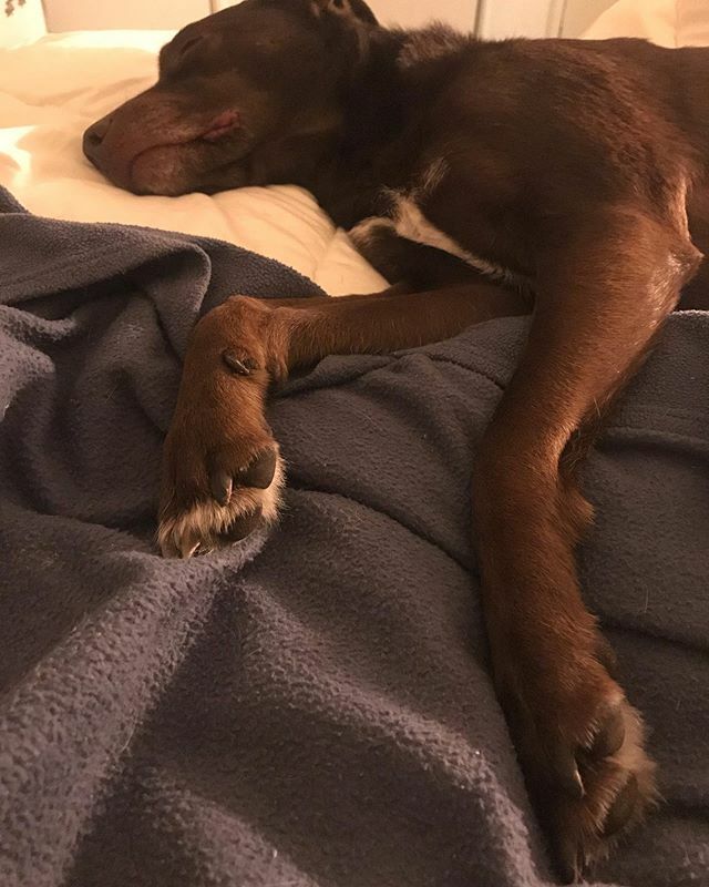 DerbyDailyDog's tweet photo. Snoozapalooza 24/7 😴 #allofthezzzs #littled .
.
.
.

#puppiesofinstagram #todayshowpets #dogoftheday #labradorretriever #lab #rescuedog #instapuppy #adoptdontshop #labrador #chocolatelab #pup #dailywoof #woof #rescue #bark #cute #adorable #napavalley… https://t.co/h744oDCLyx https://t.co/YciGKvXxZU