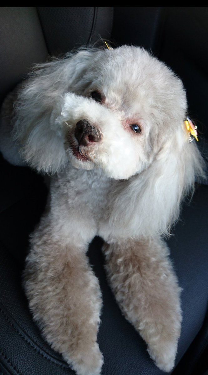 リカクリエイト スタンプ候補 は い よんだ チョコちゃんの首かしげの可愛いお写真で ありがとう まだまだ描いていくからねー Lineスタンプ モデル募集 無料イラスト リカクリエイト トイプードル