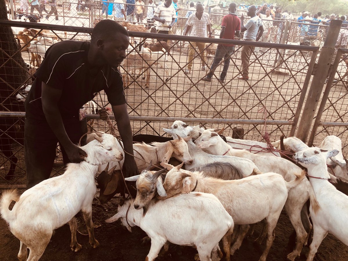 pass_trust's tweet photo. Incubates from our goat fattening project from Taliri Kongwa Farm have began selling their goats. Today we are at Pugu Market Dar es Salaam. Over 230 healthy goats are up for grabs at the market.
#TimetoReap
#YouthInAgriBusiness
@nicomed_bohay @DKAmbTanzania https://t.co/uHPDvIXXZn