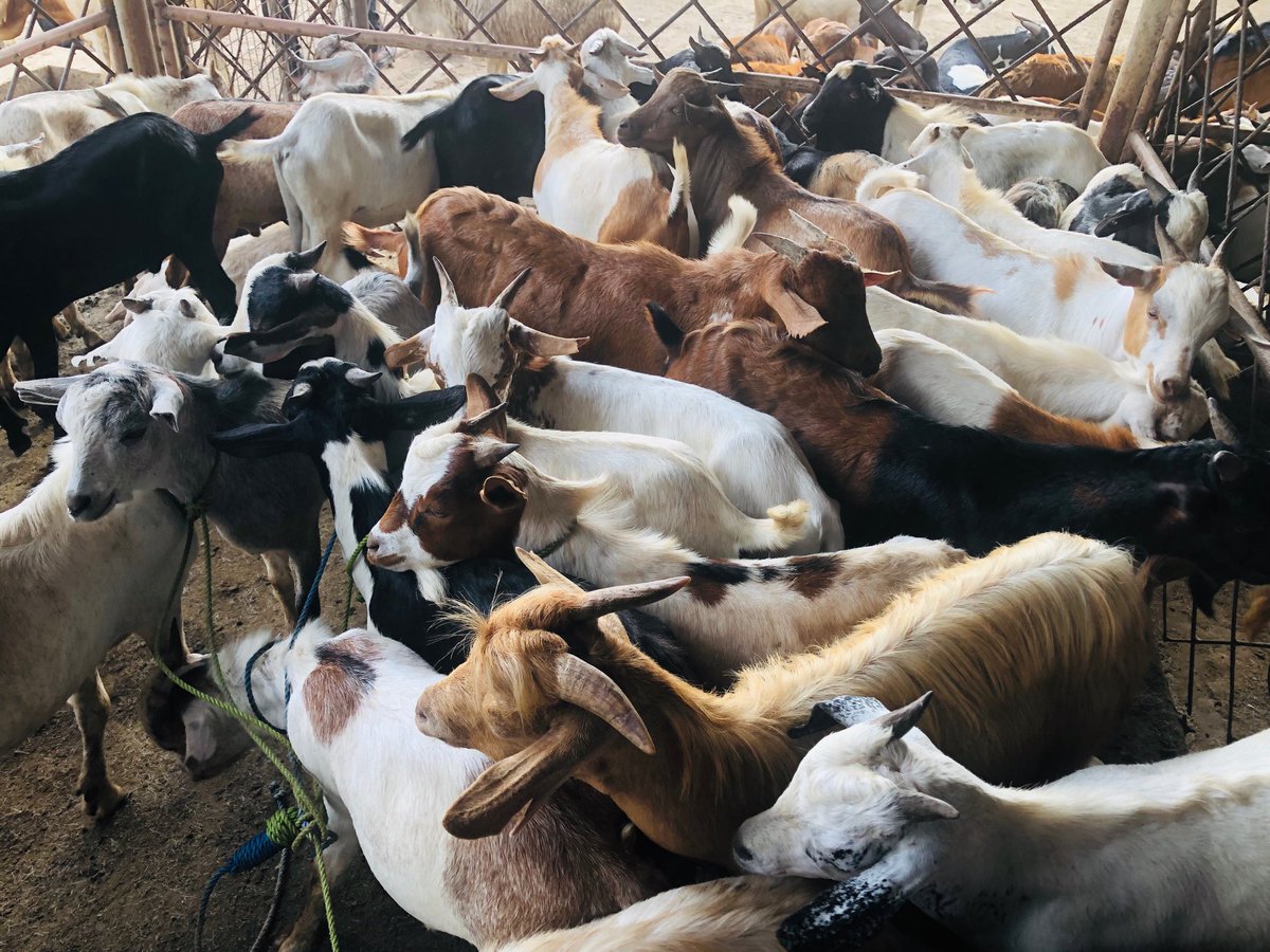 pass_trust's tweet photo. Incubates from our goat fattening project from Taliri Kongwa Farm have began selling their goats. Today we are at Pugu Market Dar es Salaam. Over 230 healthy goats are up for grabs at the market.
#TimetoReap
#YouthInAgriBusiness
@nicomed_bohay @DKAmbTanzania https://t.co/uHPDvIXXZn