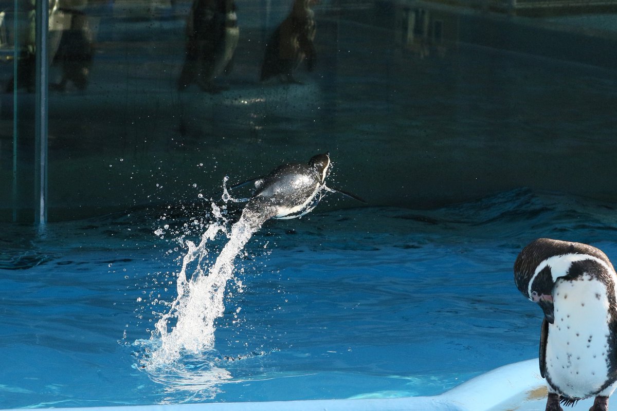 Ranpi En Twitter ペンギンジャンプ 王子動物園 フンボルトペンギン