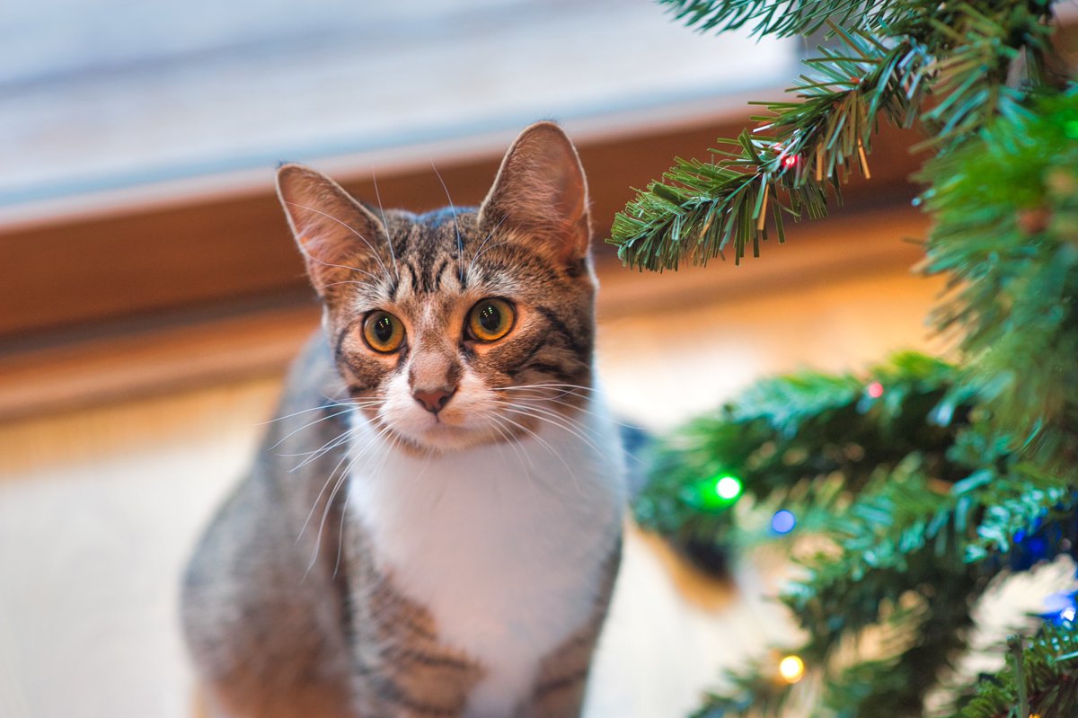 vetsupplyau's tweet photo. Christmas is over and so are the New Year celebrations. So mum, can I take down the Christmas tree now?
#PostNewYears #CatThought https://t.co/vGCX00eQfl
