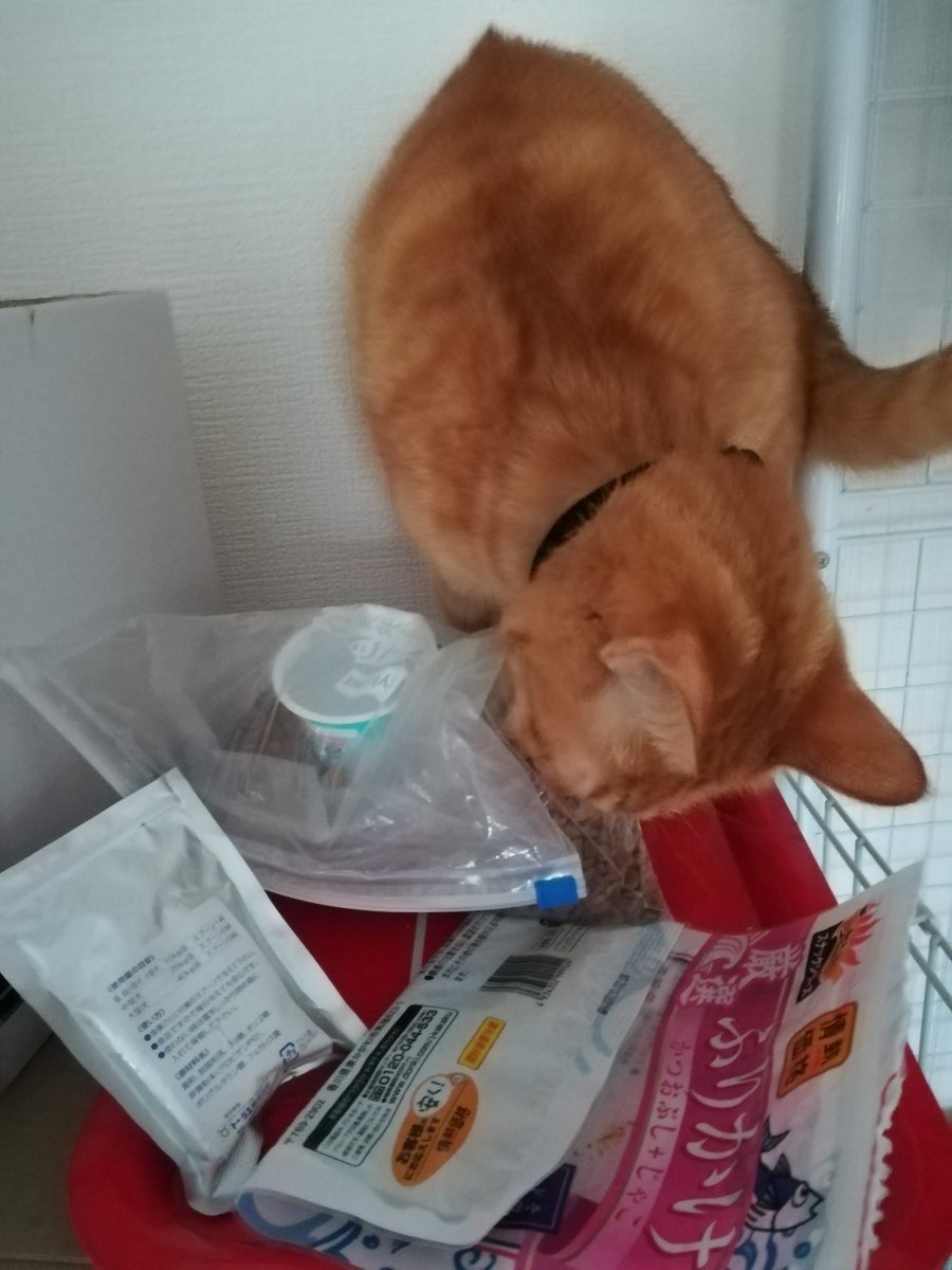 どらねこ どらねこ