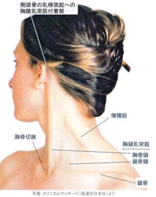 石原さとみのようになるためには、フェイスラインをくっきり出す胸鎖乳突筋を鍛える必要がある！！