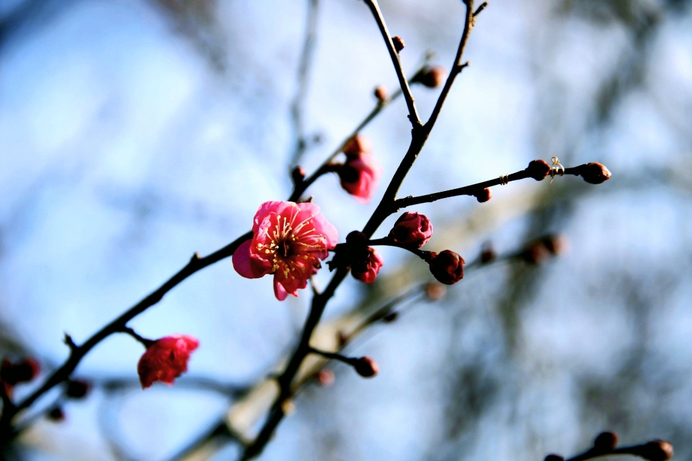 [moi] 매화꽃 피더라! 그 소식에
섬진강을 따라 매화마을로 갔습니다.
소확정 매화는 아직 피지 않았고
할머니댁 담장가 홍매는 벙그러졌습니다.

☞더 보기 omn.kr/1m7ey

😉moi는 일상의 이야기를 누구나 쉽게 나눌 수 있는 공간입니다