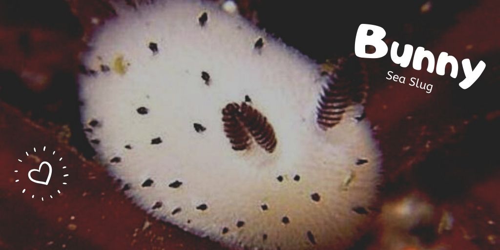 Kingsnewsorg's tweet photo. Have you ever heard about the cute sea creatures that are often encountered by divers? Well, they are as interesting as attractive.

Read about "Sea Slugs" - https://t.co/OCDCez6ZG1

#sea #FridayMotivation #FridayFeeling #fridaymorning #CutenessOverload https://t.co/xzQAMBQHt3