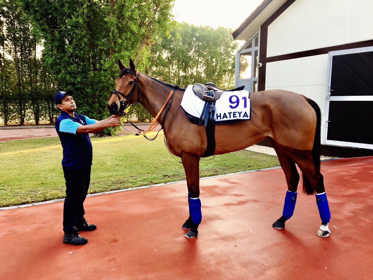 suzannahsteven1's tweet photo. Someone knows when the 📷 comes out..... #hateya #meydan #meydanracing #dubai #superstar @jimboyle17 @InsideTrackRac2 https://t.co/a2drRbi0OK