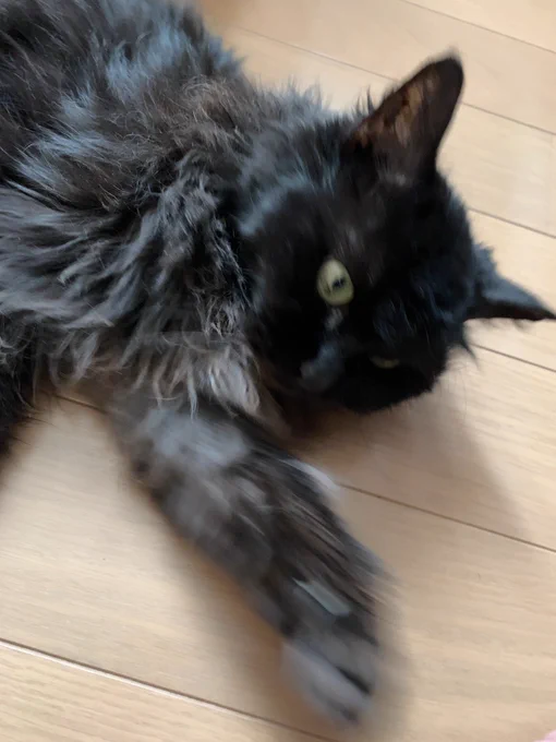 うちの化け猫 