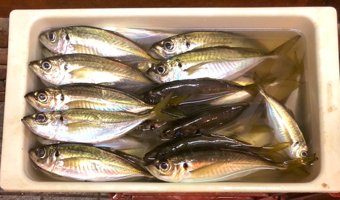 アジ料理のtwitterイラスト検索結果