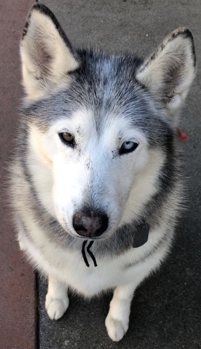 HikatteiruTV's tweet photo. Kat // the Pack https://t.co/kOH8XPmoc2