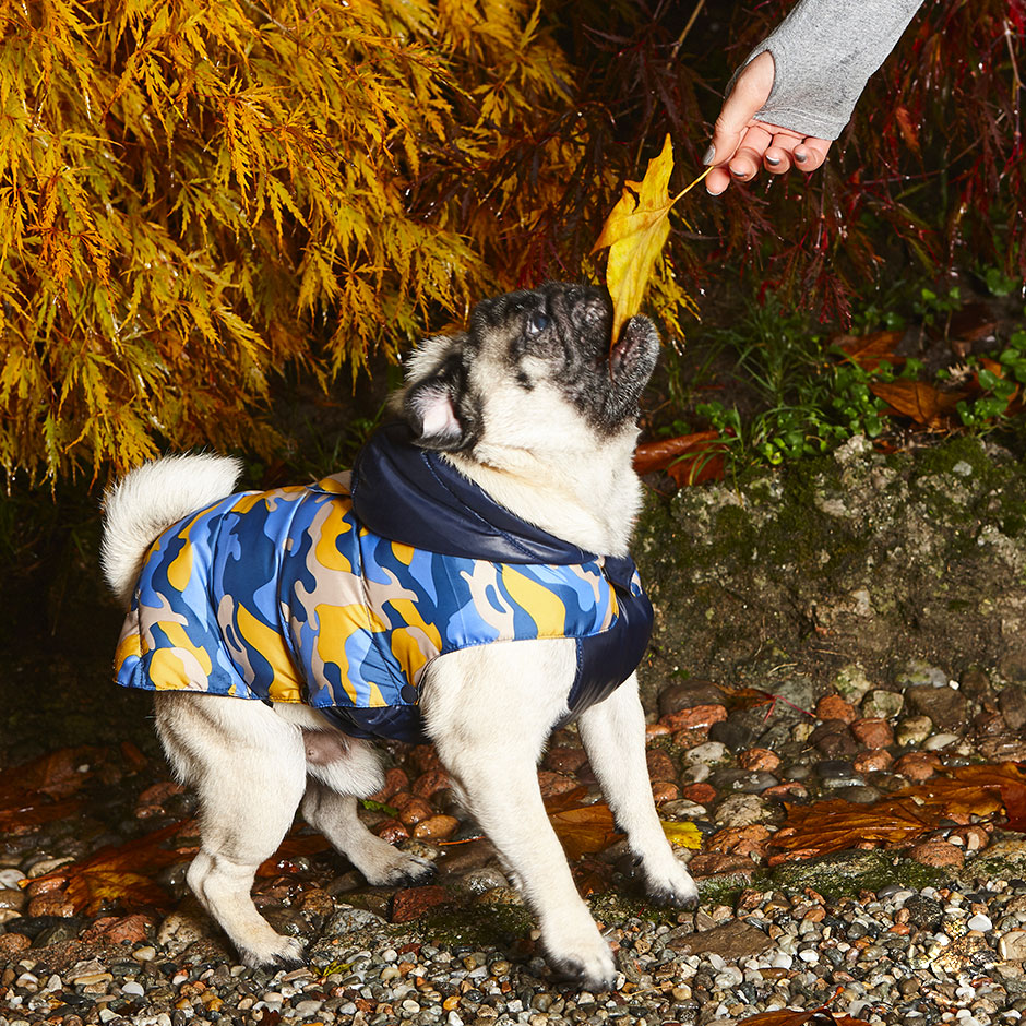 croci dog jacket