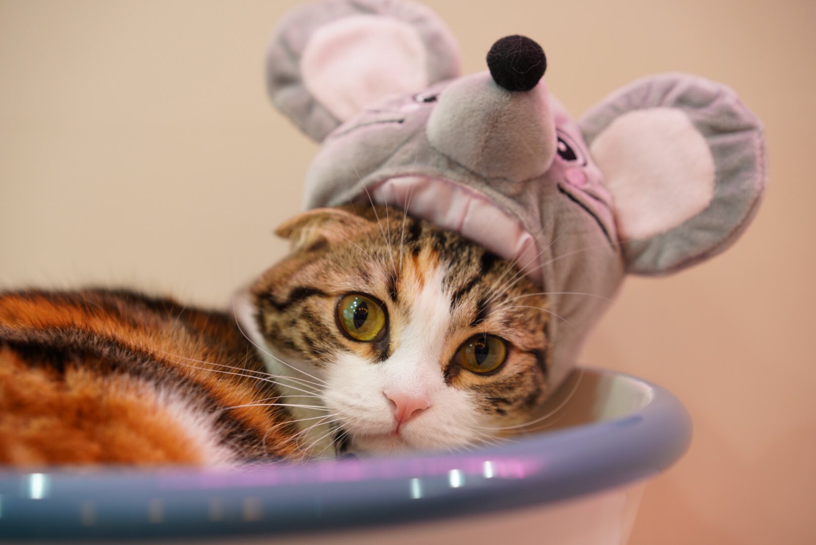 猫カフェmeow ミャオ 大名天神福岡 Sur Twitter ねずみもち おもちちゃんも 明けましておめでとう 猫カフェmeow Catcafemeow 猫カフェ 猫 Cat Catcafe 고양이 고양이카페 貓 猫咪 猫咪咖啡馆 福岡 天神 大名 Fukuoka 猫カフェmeow ミャオ 大名天神福岡 Sur Twitter ねずみもち おもちちゃんも 明けましておめでとう 猫カフェmeow Catcafemeow 猫カフェ 猫 Cat Catcafe 고양이 고양이카페 貓 猫咪 猫咪咖啡馆 福岡 天神 大名 Fukuoka