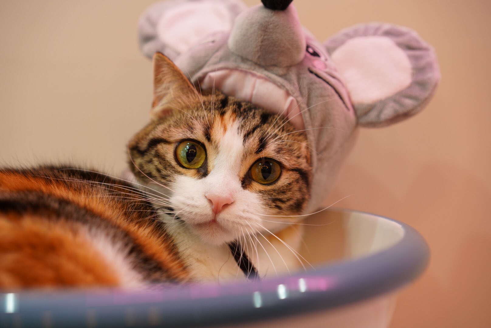 猫カフェmeow ミャオ 大名天神福岡 Sur Twitter ねずみもち おもちちゃんも 明けましておめでとう 猫カフェmeow Catcafemeow 猫カフェ 猫 Cat Catcafe 고양이 고양이카페 貓 猫咪 猫咪咖啡馆 福岡 天神 大名 Fukuoka 猫カフェmeow ミャオ 大名天神福岡 Sur Twitter ねずみもち おもちちゃんも 明けましておめでとう 猫カフェmeow Catcafemeow 猫カフェ 猫 Cat Catcafe 고양이 고양이카페 貓 猫咪 猫咪咖啡馆 福岡 天神 大名 Fukuoka