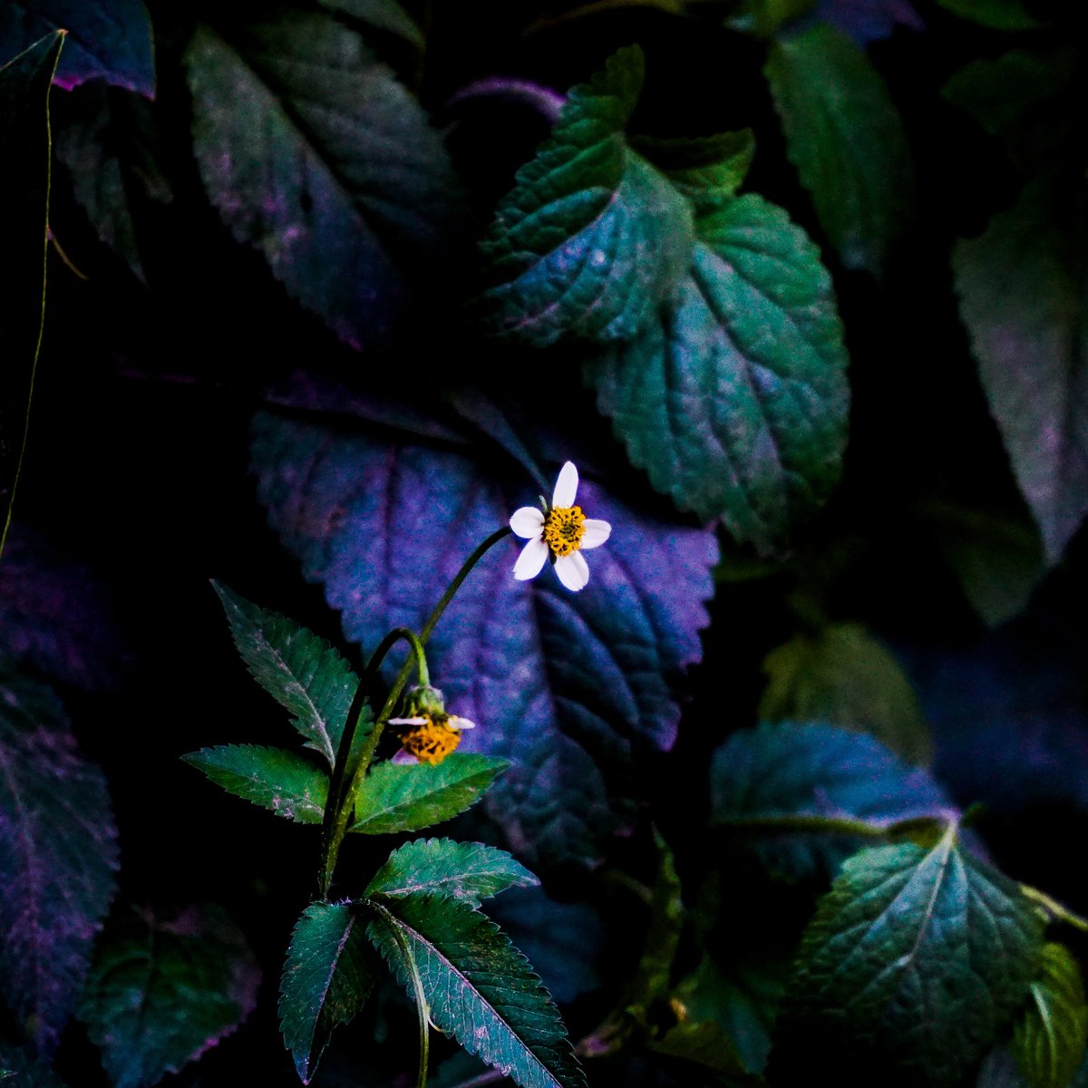 mds_view's tweet photo. If my life was a book, you'll be the highlighted part.❤
🌸🌸🌸
#nature #photography #mds_view #Flower #CaptureTheNature https://t.co/JXvXpJVB7Z