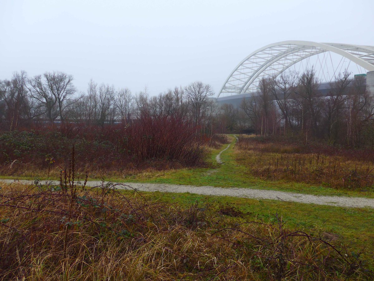 Het was een beetje fris gisteren, maar een prachtige ochtend om de ins en outs van het #EilandvanBrienenoord te zien en horen <a href="/ARKNatuur/">ARK Rewilding Nederland naar Bluesky</a> #Winterwandeling