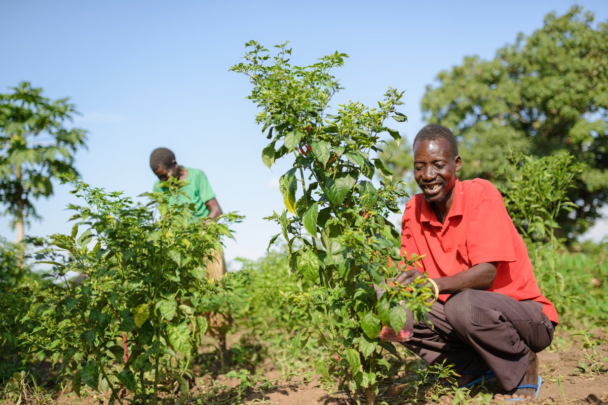 With support from @aBiDevtFinance, Farm Africa is working with the North East Chilli Producers Association to train 3,000 Ugandan chilli farmers in improved soil and water management, how to produce chilli organically and how to meet the standards of international markets.