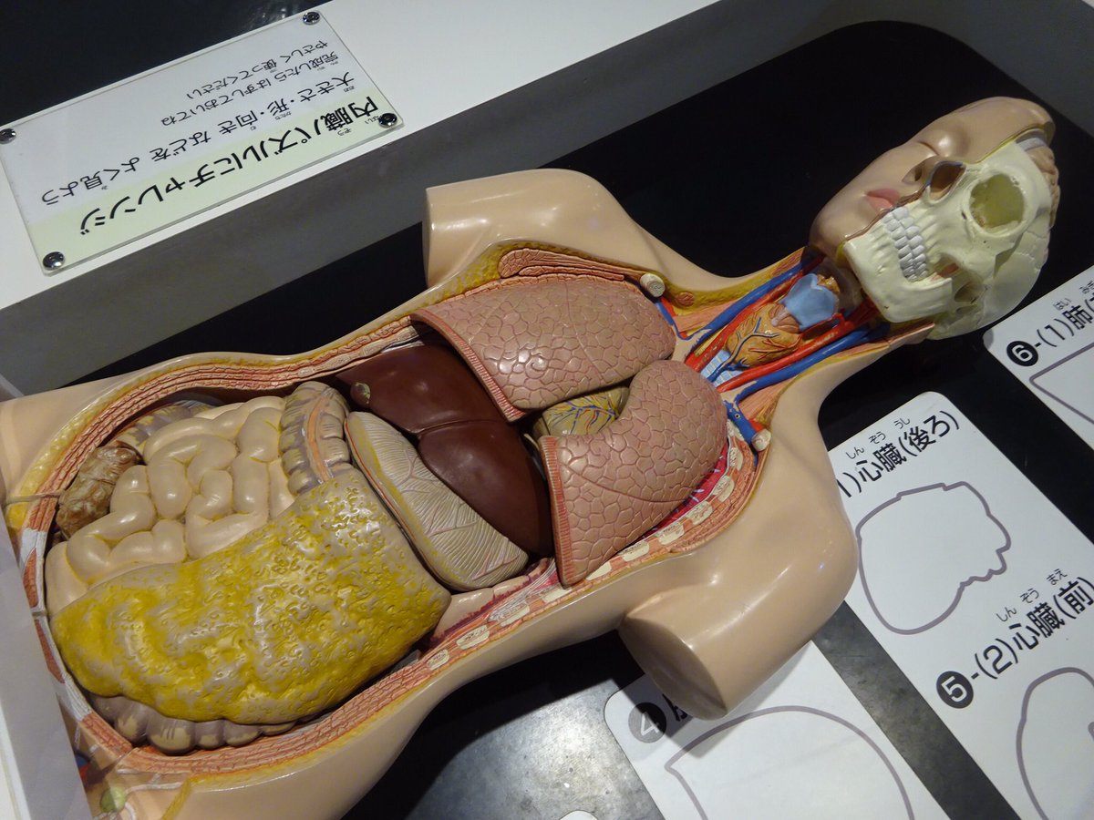 おいでよ名古屋 おいなご בטוויטר 名古屋市科学館の内蔵パズルと骨パズルにチャレンジしに 名古屋においでよ 人体の構造が詳しく学べる ちょっとリアルなパズルだよ