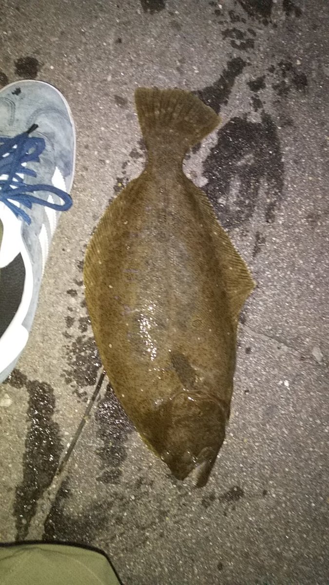 Vt４１０５ ライトショアジギング 数年振りのヒラメ D