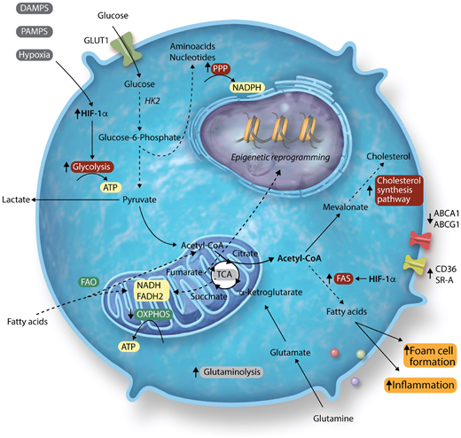 ImmunoMet's tweet photo. Great review building the case that metabolic reprogramming of monocytes and macrophages contribute to atherosclerosis.

#immunometabolism #inflammation 
https://t.co/kqpuCr5lnm https://t.co/jItgVOXIG8