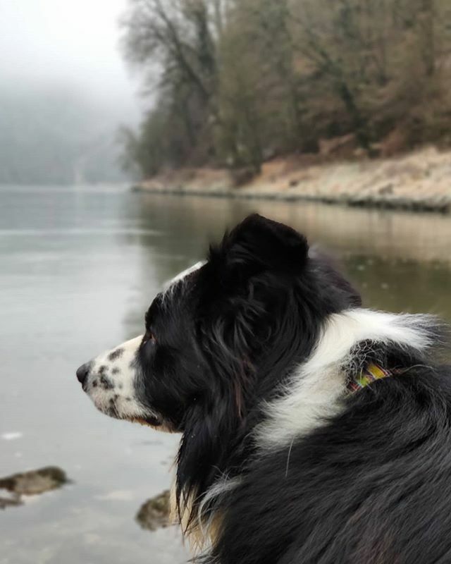 EverydayFinlay's tweet photo. #Finlay #bordercollie #dog #Hund #dogstagram #dogsofinstagram #dogs #borderfame #photography #nature #landscape #natur #landschaft #dogsoftwitter https://t.co/Cey66WE4nL https://t.co/4UxK2ysRFF