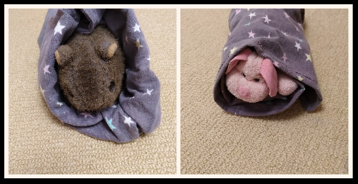 ClareRix's tweet photo. @MagdaSzubanski I've started sewing #BatWraps and #JoeyPouches for this group, its helping me cope with the #anxiety of the #CanberraSmoke :( 
And it was a pretty positive way to spend my time off on my birthday! https://t.co/d23nlB0L0y