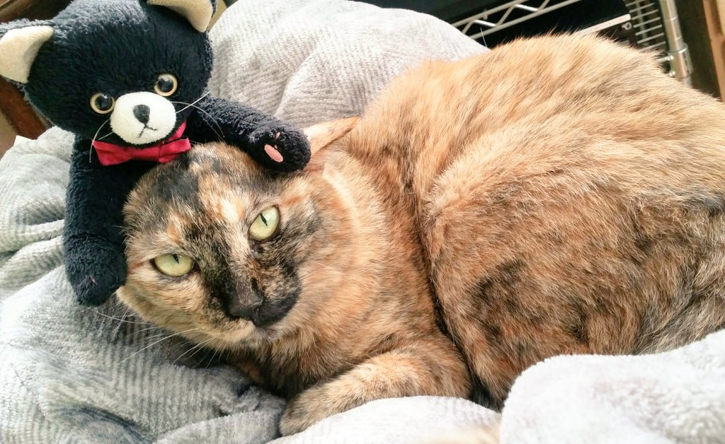 あぁ猫 (サビ猫のパシリ) tweet media