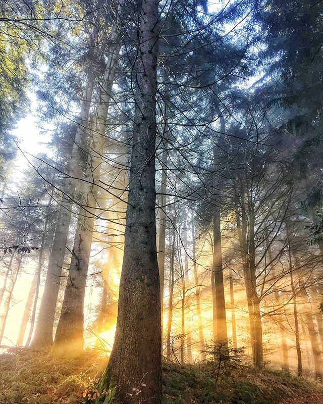 stoneysteiner's tweet image. Auf ein feuriges 2020!
.
.
.
#foggymorning #sunrise #igersbern #myswitzerland #blickheimat #tree_brilliance #tree_magic ift.tt/2SNuKHB