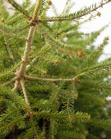 ReadingCouncil's tweet photo. Christmas tree recycling collection points open around the borough today. Find your nearest one here: https://t.co/qMCaRQxsud #ReadingDoes #rdguk https://t.co/Ddf4suT38g