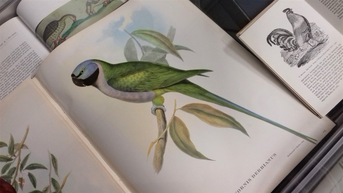 LibraryRobinson's tweet photo. New year, new display in the Library #birdsinbooks
and how could we not include #TheLostWords https://t.co/SI5TZQ17ZZ