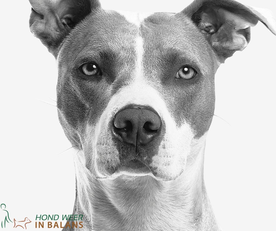 Gedragstherapie voor jouw hond kan een goede oplossing zijn om gedragsproblemen zoals angst, agressie, ongehoorzaamheid en verlatingsangst bij jouw hond te verhelpen.

hondweerinbalans.nl/gedragstherapi…